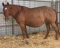 reining-derby-horse