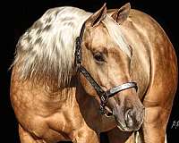 reining-derby-quarter-horse