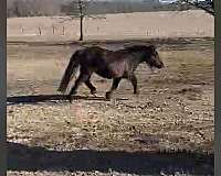 all-around-gypsy-vanner-horse