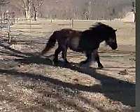 black-gypsy-vanner-horse