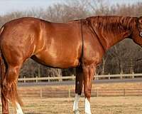 athletic-quarter-horse