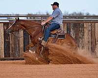 husband-safe-quarter-horse