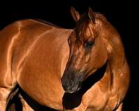 athletic-quarter-horse