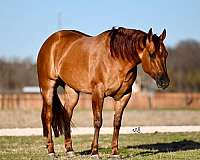 calf-roping-quarter-horse