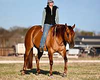 ranch-versatility-quarter-horse