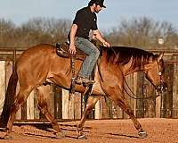 ranch-work-quarter-horse