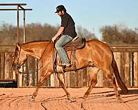 reining-quarter-horse