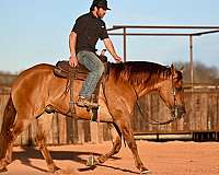 roping-quarter-horse