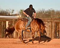 trail-riding-quarter-horse