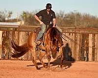 western-riding-quarter-horse