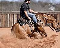 working-cow-quarter-horse