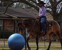 ranch-versatility-quarter-horse