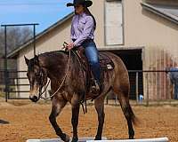 ranch-work-quarter-horse