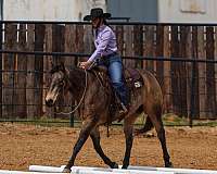 ridden-english-quarter-horse