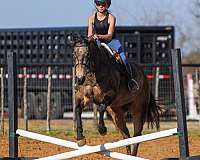 show-hack-quarter-horse