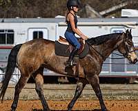 show-quarter-horse