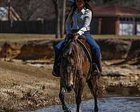 buckskin-quarter-horse-mare