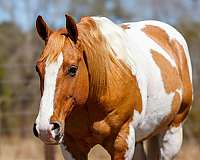 calf-roping-paint-horse