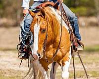 ranch-work-paint-horse