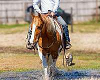 tobiano-paint-gelding