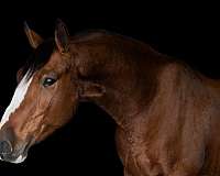 athletic-draft-horse