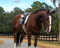 cross-draft-horse