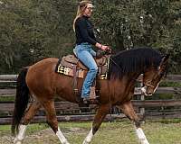 draft-horse