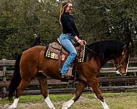 dressage-draft-horse