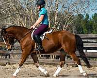 husband-safe-draft-horse