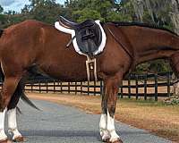 performance-draft-horse