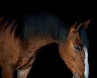 ranch-work-draft-horse