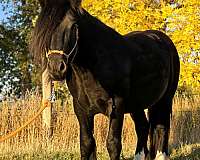 gypsy-vanner-horse-for-sale