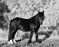 gypsy-vanner-horse