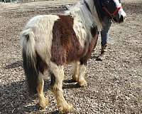 gypsy-vanner-filly