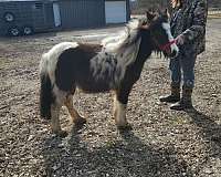 gypsy-vanner-horse-for-sale