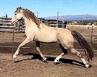 colorful-friesian-horse