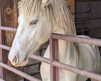 adorable-friesian-horse