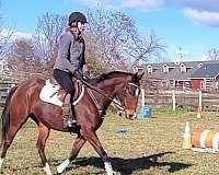 thoroughbred-horse-for-sale