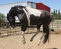 good-bloodlines-tennessee-walking-horse