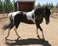 stallion-tennessee-walking-horse