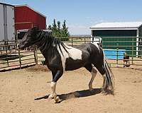 registered-tennessee-walking-horse