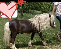 lwo-miniature-horse