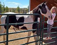 3-year-old-tennessee-walking-horse