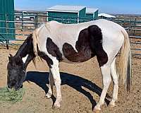 tennessee-walker-mare-walking-horse