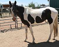 tennessee-walker-mare-horse