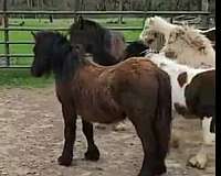 mini-gypsy-horse-miniature