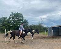 junior-missouri-fox-trotter-horse