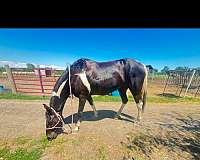 junior-rider-missouri-fox-trotter-horse