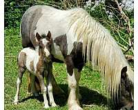 gypsy-infoal-miniature-horse