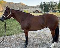 paint-gelding